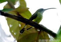 Little Spiderhunter - Arachnothera longirostra