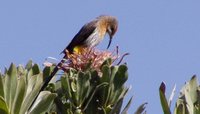 Gurney's Sugarbird - Promerops gurneyi