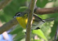 Yellow-breasted Chat - Icteria virens