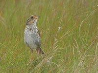 Saltmarsh Sharp-tailed Sparrow - Ammodramus caudacutus