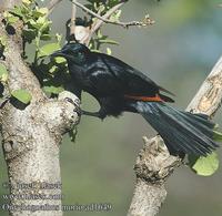 Onychognathus morio UK: Red-winged Starling