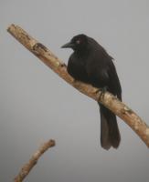 Giant Cowbird in Suriname