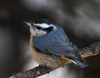 Redbreasted Nuthatch Feb 06