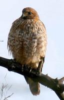 Red-shouldered Hawk. Photo by Greg Gillson