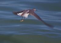 Solitary Sandpiper at MSP 2000 © Jim Gain