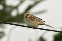 Lark Sparrow