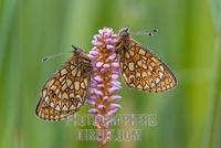 Fritillaries ( proclossiana eunomia ) on a common bistort stock photo