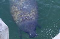The West Indian Manatee is the gentlest of creatures. They are