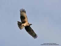 Oriental Honey-buzzard Pernis ptilorhynchus