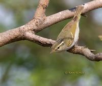 Blyth's leaf warbler C20D 02569.jpg