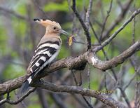 Hoopoe C20D 03916.jpg