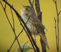 Lanceolated Warbler (Locustella lanceolata)