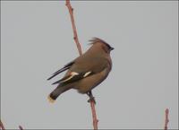 Bohemian Waxwing Bombycilla garrulus 황여새