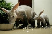 Aardvark Mom and Pup, orycteropus afer