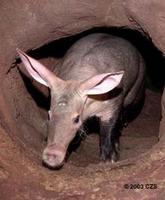 Brookfield Zoo | Field Guide - Aardvark, Orycteropus afer