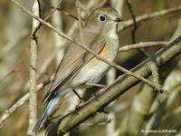 Robin         à flancs roux juvénile (Tarsiger cyanurus)