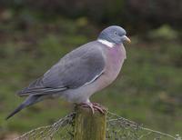 Wood Pigeon (Columba palumbus)