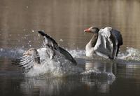 Greylag Goose (Anser anser)