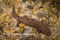 : Andrias japonicus; Japanese Giant Salamander