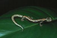 : Bolitoglossa alberchi