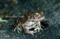 : Bufo calamita; Natterjack Toad