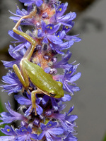 : Hyla cinerea; Green Treefrog