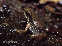 : Hyloxalus awa