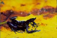 : Mantella laevigata