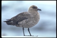 : Catharacta maccormicki; South Polar Skua