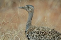 : Eupodotis rufricrista; Redcrested Korhaan