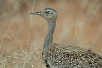 : Eupodotis rufricrista; Redcrested Korhaan