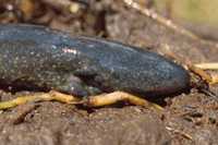 : Siren lacertina; Greater Siren