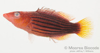 : Pseudocheilinus octotaenia