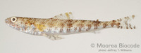 : Saurida gracilis
