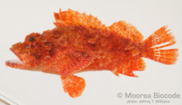 : Scorpaenopsis papuensis