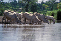 : Bos indicus; Brahman Cattle