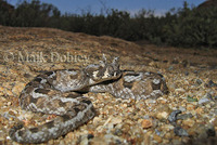 : Bitis cornuta; Hornsman Adder