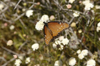 : Danaus gilippus (female); Striated Queen