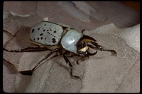 : Dynastes grantii; Rhinoceros Beetle