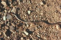: Diadophis punctatus; Ringneck Snake