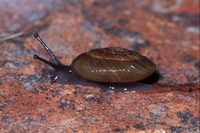 : Anguispira nimapuna; Nimapuna Tigersnail