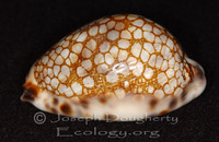 : Cypraea histrio var. westralis; Minstrel Cowrie