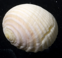 : Nerita plicata