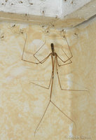 : Pholcus phalangioides; Daddy Long-legs