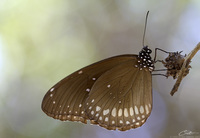 Euploea core asela   Common Crow photo