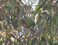 Plum-headed Parakeet (Psittacula cyanocephala) 2005. január 8. Ramnagar