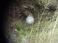 Swainson's Thrush