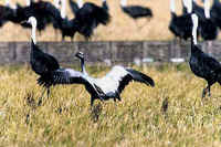 A Demoiselle Crane, with Hooded Cranes, in Kyushu