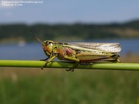 Sumpgræshoppe (Mecostethus grossus)  Foto/billede af