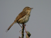 マミハウチワドリ Prinia subflava Tawny-flanked Prinia